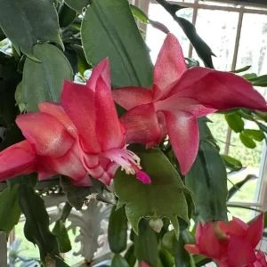 Red Thanksgiving Cactus Live Plant – Holiday Succulent – 4 Inch Pot – 8 Inch Tall – Indoor - Image 6