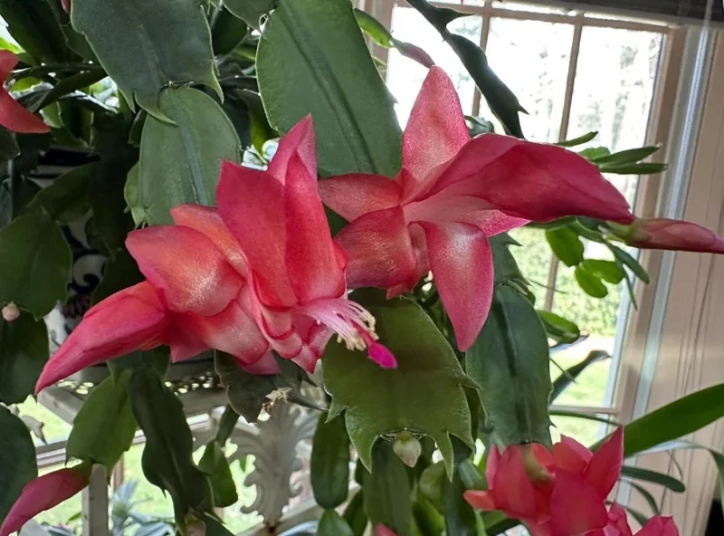 Red Thanksgiving Cactus Live Plant – Holiday Succulent – 4 Inch Pot – 8 Inch Tall – Indoor - Image 6