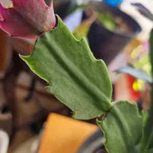 Red Thanksgiving Cactus Live Plant – Holiday Succulent – 7 Inch Tall with 2 Inch Pot – Easy Care - Image 6