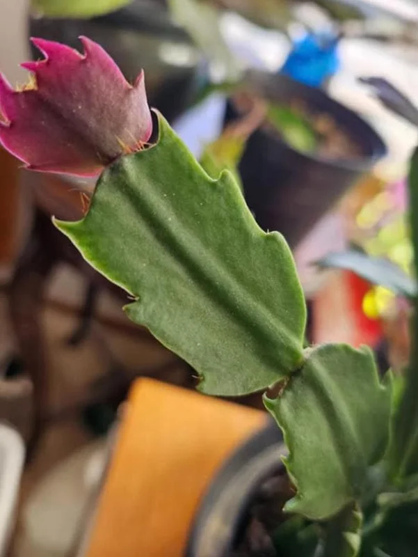 Red Thanksgiving Cactus Live Plant – Holiday Succulent – 7 Inch Tall with 2 Inch Pot – Easy Care - Image 6