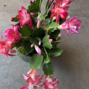 Red Thanksgiving Cactus Live Plant – Holiday Succulent – 4 Inch Pot – 8 Inch Tall – Indoor - Image 7