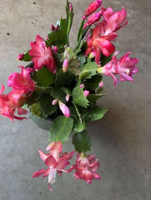 Red Thanksgiving Cactus Live Plant – Holiday Succulent – 4 Inch Pot – 8 Inch Tall – Indoor - Image 7