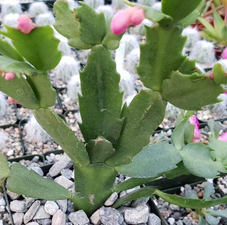 Red Thanksgiving Cactus Live Plant – Holiday Succulent – 7 Inch Tall with 2 Inch Pot – Easy Care - Image 7