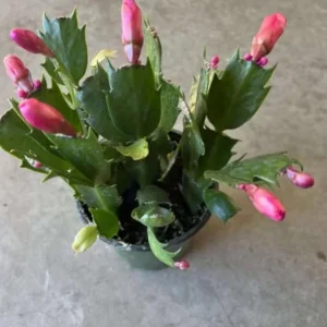 Red Thanksgiving Cactus Live Plant – Holiday Succulent – 4 Inch Pot – 8 Inch Tall – Indoor - Image 8