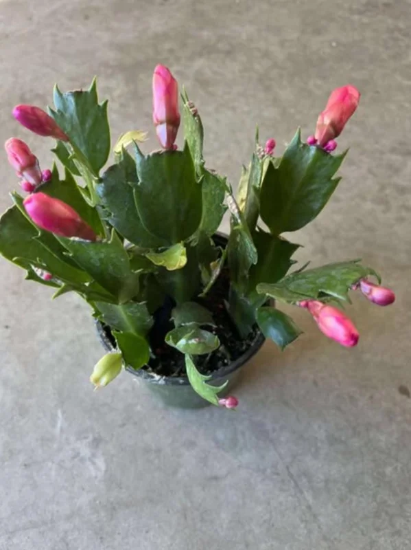 Red Thanksgiving Cactus Live Plant – Holiday Succulent – 4 Inch Pot – 8 Inch Tall – Indoor - Image 8