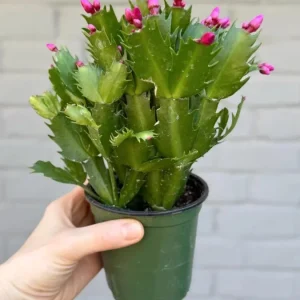 Red Thanksgiving Cactus Live Plant – Holiday Succulent – 4 Inch Pot – 8 Inch Tall – Indoor - Image 9