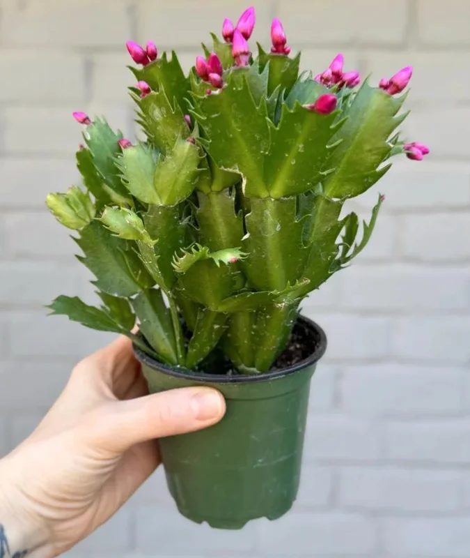 Red Thanksgiving Cactus Live Plant – Holiday Succulent – 4 Inch Pot – 8 Inch Tall – Indoor - Image 9