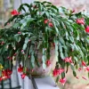 Red Thanksgiving Cactus Live Plant – Holiday Succulent – 4 Inch Pot – 8 Inch Tall – Indoor - Image 1