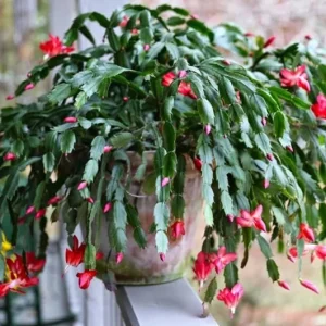 Red Thanksgiving Cactus Live Plant – Holiday Succulent – 4 Inch Pot – 8 Inch Tall – Indoor - Image 1
