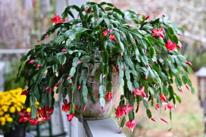 Red Thanksgiving Cactus Live Plant – Holiday Succulent – 4 Inch Pot – 8 Inch Tall – Indoor - Image 1