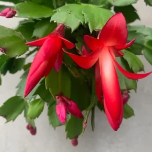Red Thanksgiving Cactus Live Plant - Zygocactus - 4