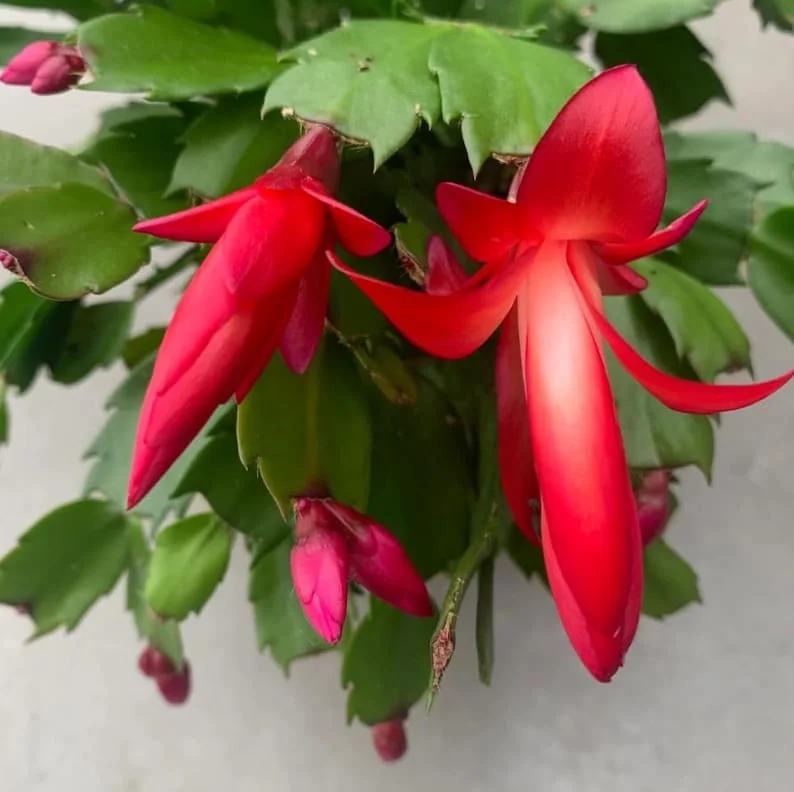 Red Thanksgiving Cactus Live Plant - Zygocactus - 4" Pot - Indoor Blooming Houseplant - Image 2