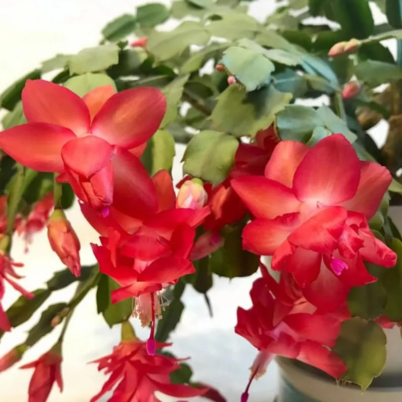 Red Thanksgiving Cactus Live Plant - Zygocactus - 4" Pot - Indoor Blooming Houseplant - Image 3