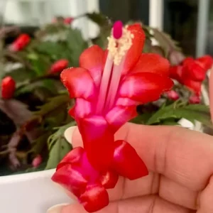 Red Thanksgiving Cactus Live Plant - Zygocactus - 4