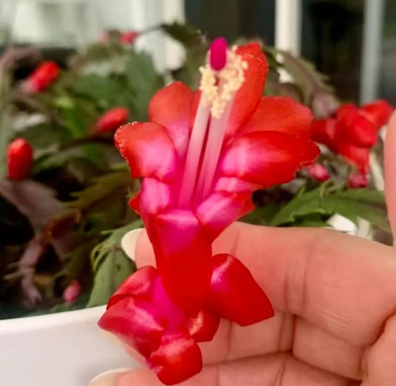 Red Thanksgiving Cactus Live Plant - Zygocactus - 4" Pot - Indoor Blooming Houseplant - Image 4