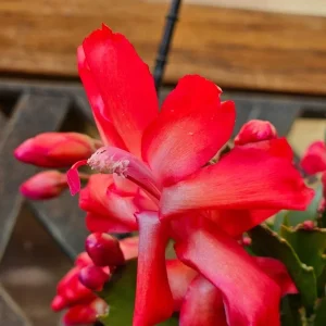 Red Thanksgiving Cactus Live Plant - Zygocactus - 4