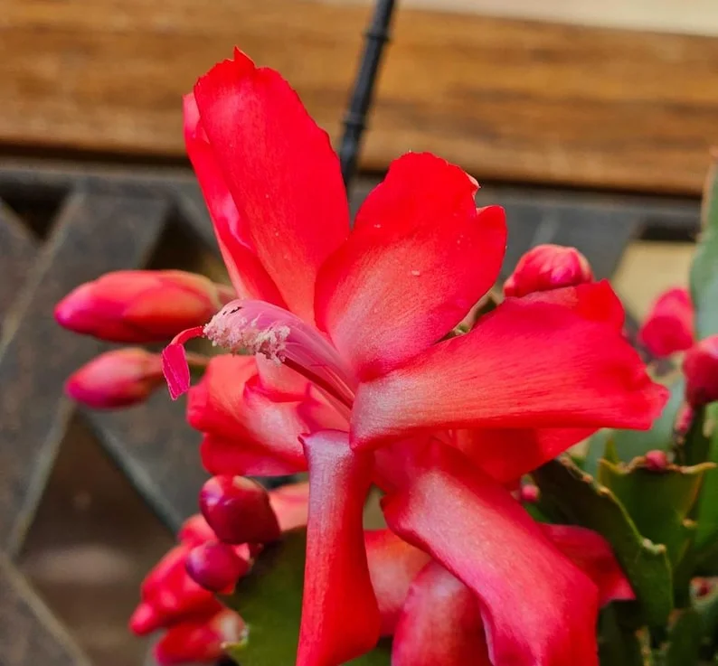 Red Thanksgiving Cactus Live Plant - Zygocactus - 4" Pot - Indoor Blooming Houseplant - Image 5