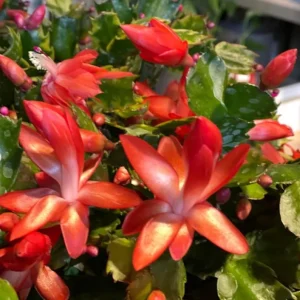 Red Thanksgiving Cactus Live Plant - Zygocactus - 4