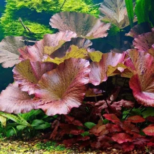 Red Tiger Lotus Water Lily Seeds - Easy Live Aquarium Plant, 3 Pcs - Image 1