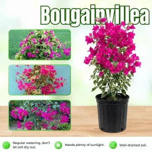 Red to Pink Bougainvillea Live Plant - 5-7 Inch Tall, Climbing Vine for Outdoor - Image 2