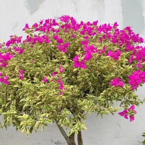 Red to Pink Bougainvillea Live Plant - 5-7 Inch Tall, Climbing Vine for Outdoor - Image 3