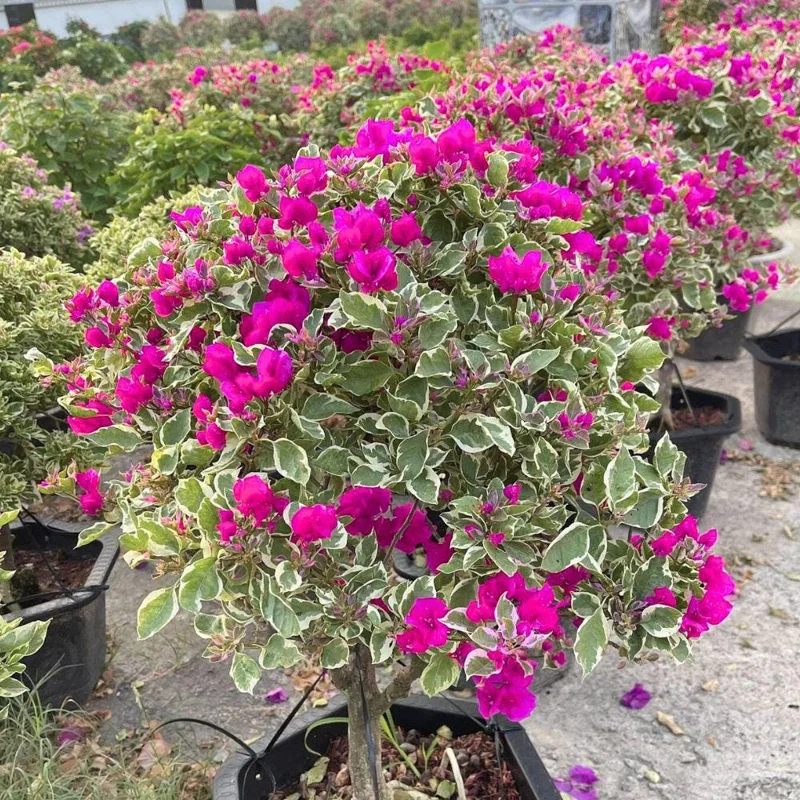 Red to Pink Bougainvillea Live Plant - 5-7 Inch Tall, Climbing Vine for Outdoor - Image 4