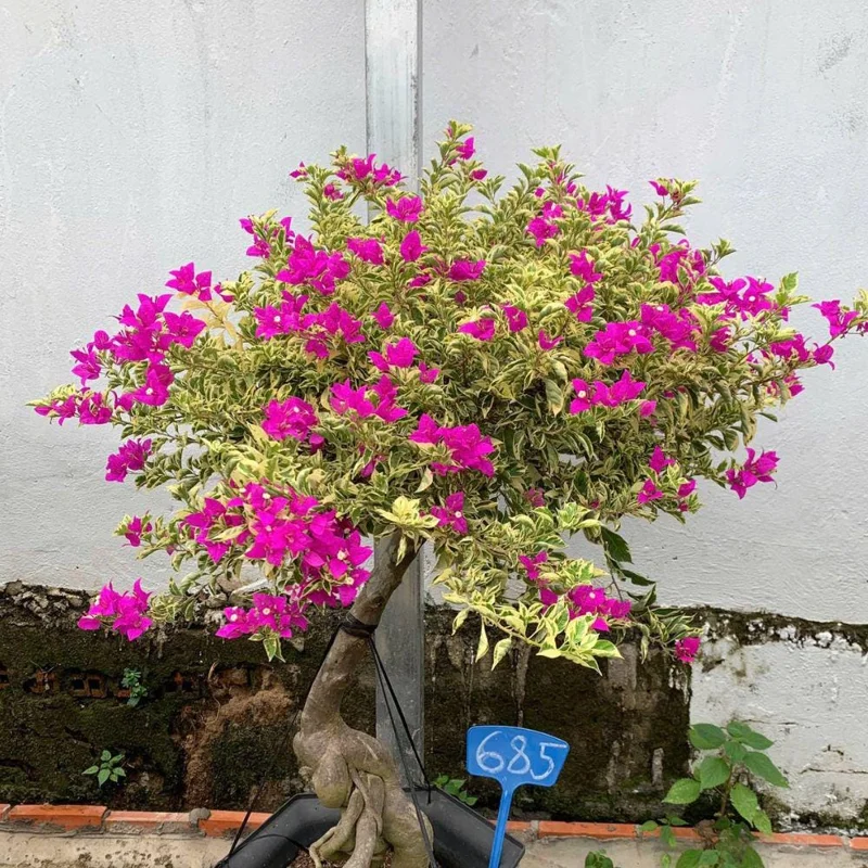 Red to Pink Bougainvillea Live Plant - 5-7 Inch Tall, Climbing Vine for Outdoor - Image 5