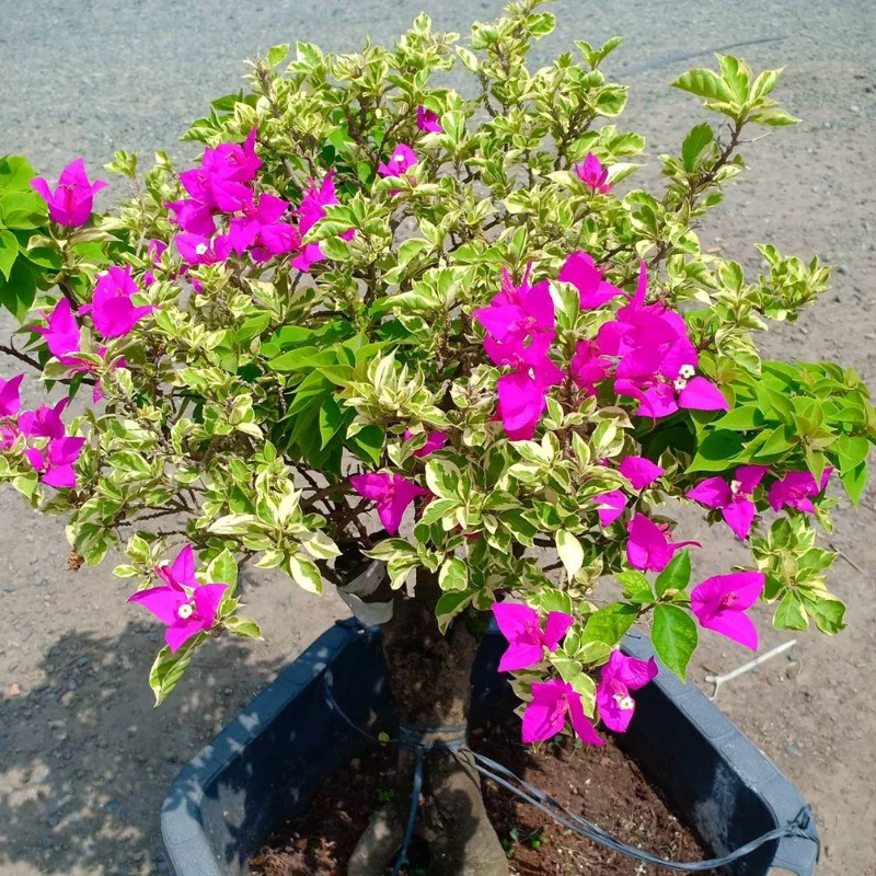 Red to Pink Bougainvillea Live Plant - 5-7 Inch Tall, Climbing Vine for Outdoor - Image 6