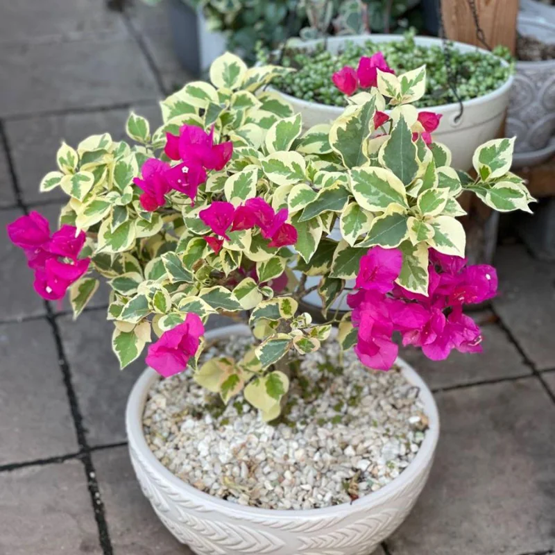 Red to Pink Bougainvillea Live Plant - 5-7 Inch Tall, Climbing Vine for Outdoor - Image 7