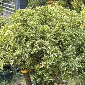 Red to Pink Bougainvillea Live Plant - 5-7 Inch Tall, Climbing Vine for Outdoor - Image 8