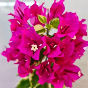 Red to Pink Bougainvillea Live Plant - 5-7 Inch Tall, Climbing Vine for Outdoor - Image 9