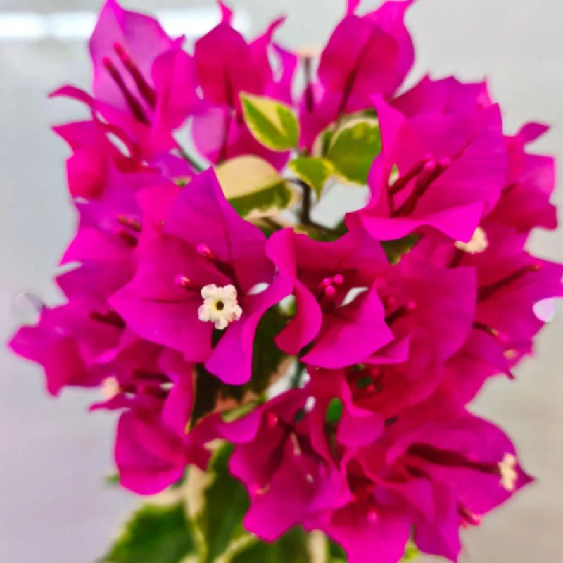 Red to Pink Bougainvillea Live Plant - 5-7 Inch Tall, Climbing Vine for Outdoor - Image 9