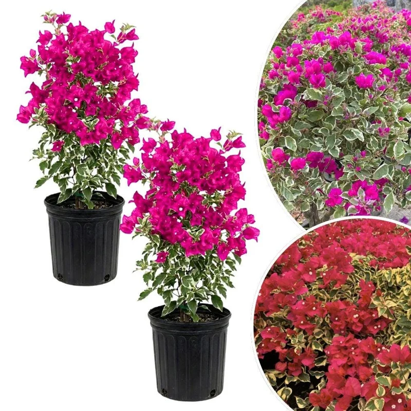 Red to Pink Bougainvillea Live Plant - 5-7 Inch Tall, Climbing Vine for Outdoor - Image 1