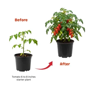 Red Tomato Plants Live - 2 Seedless Tomato Plants, 6-8 Inches Tall, for Patio & Container - Image 2