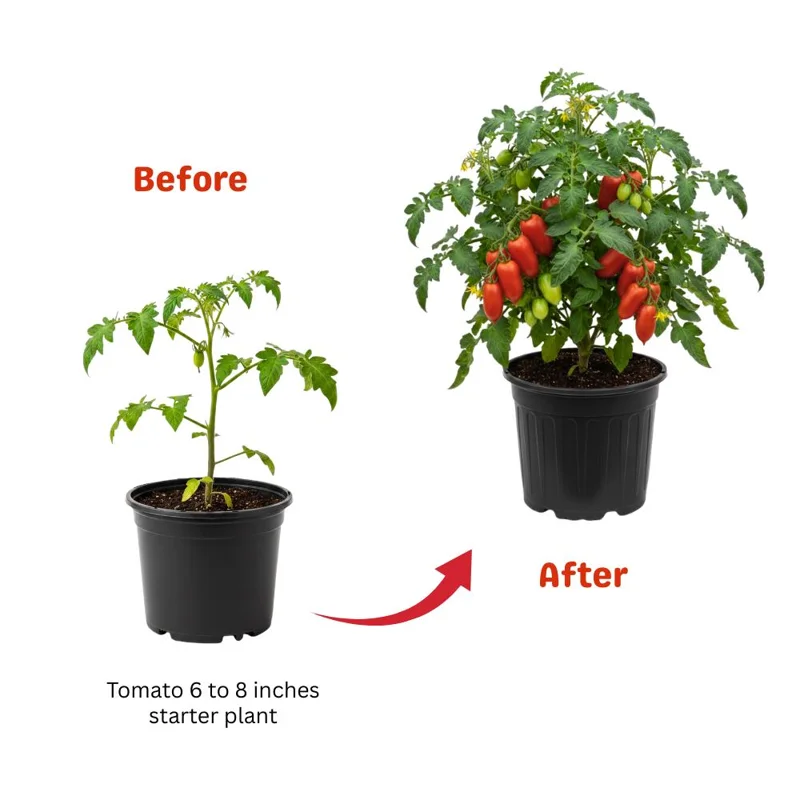 Red Tomato Plants Live - 2 Seedless Tomato Plants, 6-8 Inches Tall, for Patio & Container - Image 2