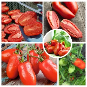 Red Tomato Plants Live - 2 Seedless Tomato Plants, 6-8 Inches Tall, for Patio & Container - Image 3