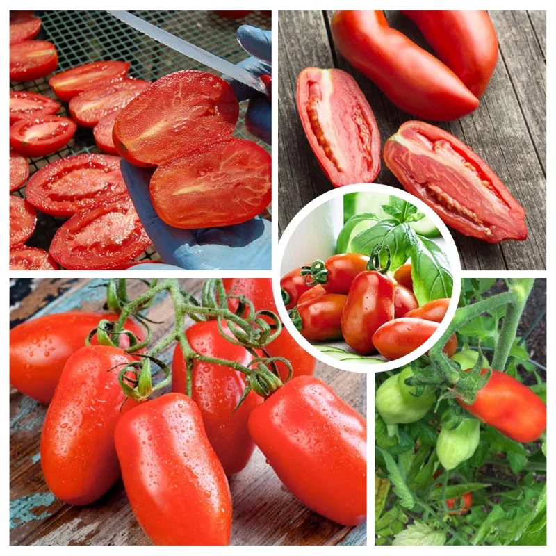 Red Tomato Plants Live - 2 Seedless Tomato Plants, 6-8 Inches Tall, for Patio & Container - Image 3