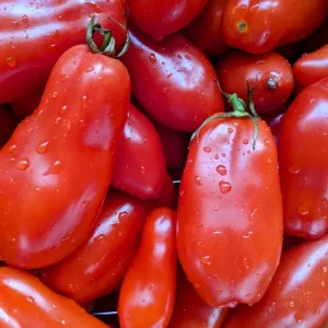 Red Tomato Plants Live - 2 Seedless Tomato Plants, 6-8 Inches Tall, for Patio & Container - Image 4