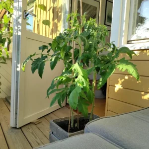 Red Tomato Plants Live - 2 Seedless Tomato Plants, 6-8 Inches Tall, for Patio & Container - Image 5