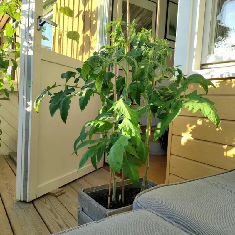 Red Tomato Plants Live - 2 Seedless Tomato Plants, 6-8 Inches Tall, for Patio & Container - Image 5