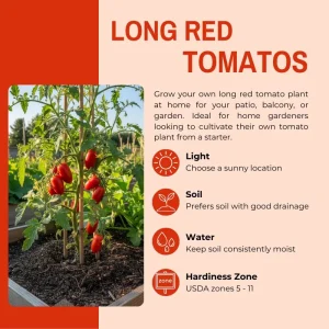 Red Tomato Plants Live - 2 Seedless Tomato Plants, 6-8 Inches Tall, for Patio & Container - Image 6