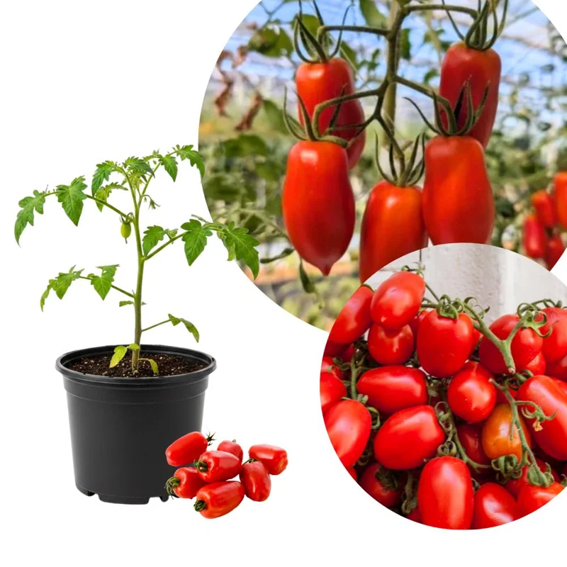 Red Tomato Plants Live - 2 Seedless Tomato Plants, 6-8 Inches Tall, for Patio & Container - Image 1