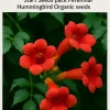 Red Trumpet Vine Seeds - 12 Organic Perennial Seeds for Hummingbirds - Image 1