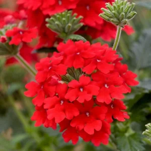 Red Verbena Live Plant – 4 Inch Pot – Vibrant Red Flowers – Outdoor - Image 2