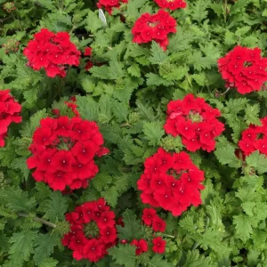Red Verbena Live Plant – 4 Inch Pot – Vibrant Red Flowers – Outdoor - Image 3