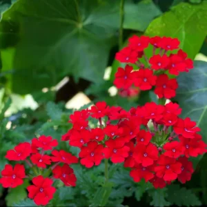 Red Verbena Live Plant – 4 Inch Pot – Vibrant Red Flowers – Outdoor - Image 4