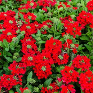 Red Verbena Live Plant – 4 Inch Pot – Vibrant Red Flowers – Outdoor - Image 5