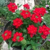 Red Verbena Live Plant – 4 Inch Pot – Vibrant Red Flowers – Outdoor - Image 1