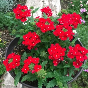 Red Verbena Live Plant – 4 Inch Pot – Vibrant Red Flowers – Outdoor - Image 1