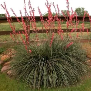 Red Yucca Live Plant – 4 Inch Pot – Hardy Ornamental Desert Plant – Outdoor - Image 2
